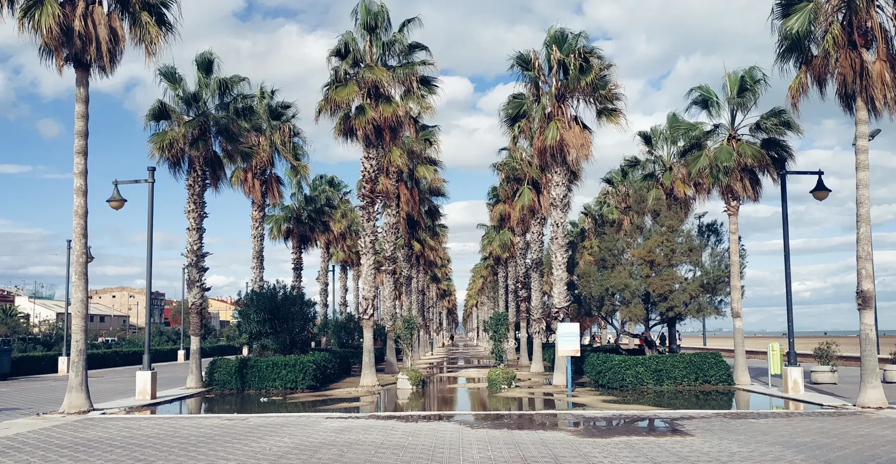 Palm trees beside the Mediterranean in Valencia, Spain